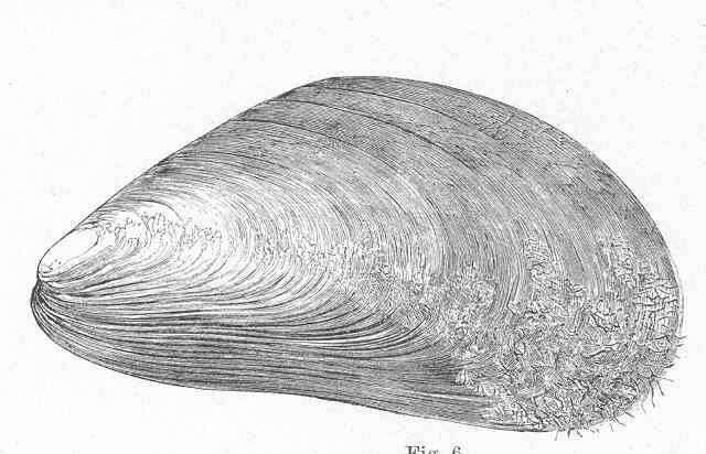 Image of Mytiloidea