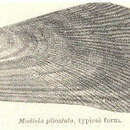 Geukensia demissa (Dillwyn 1817)的圖片