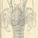 Image of Munidopsis crassa Smith 1885