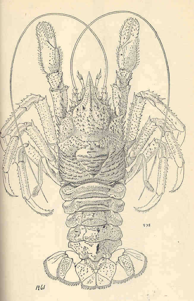 Слика од Galatheoidea Samouelle 1819