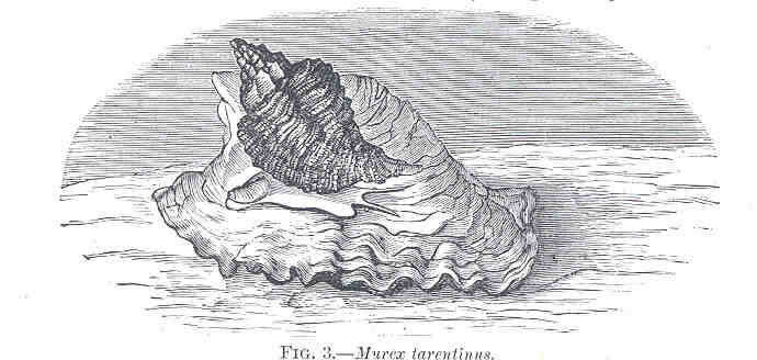 Image of Muricoidea Rafinesque 1815