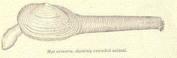 Image de Mya Linnaeus 1758