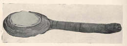 Imagem de Mya Linnaeus 1758