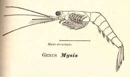 Image de Mysida Boas 1883