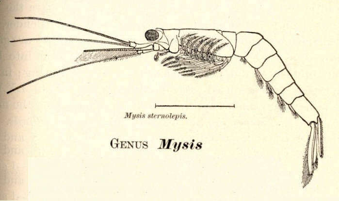 Image of Mysida Boas 1883
