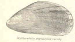 Sivun Mytiloidea kuva