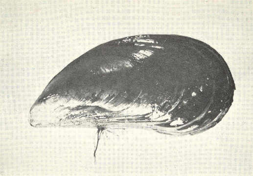 Image of Mytiloidea