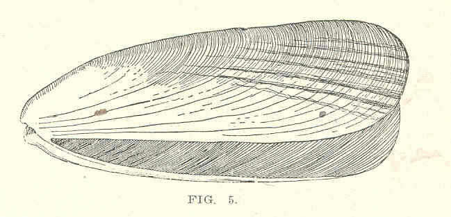 Image of Mytiloidea