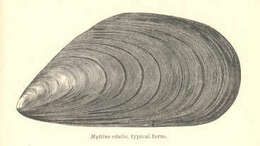Image of Mytiloidea