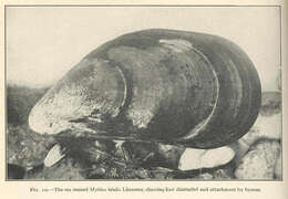 Image of Mytiloidea