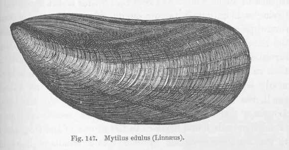 Image of Mytiloidea