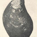 Image of Ischadium recurvum (Rafinesque 1820)