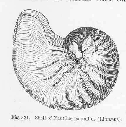 Image of Nautiloid