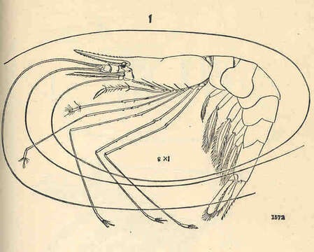 Image of Nematocarcinidae Smith 1884