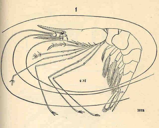 Image of Nematocarcinidae Smith 1884