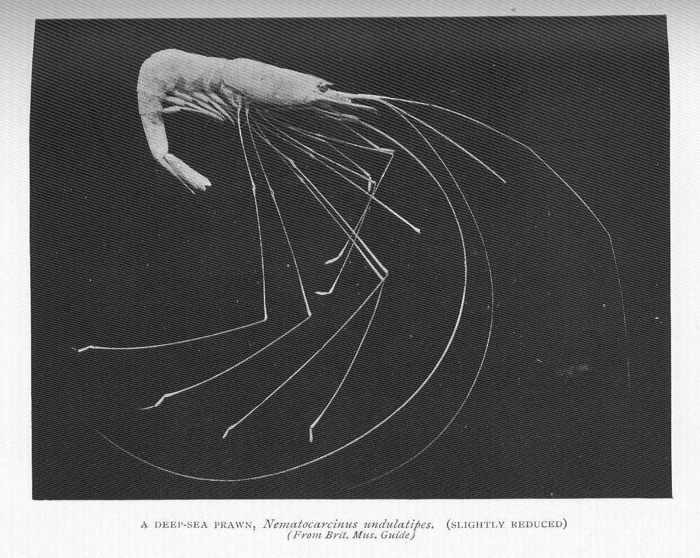 Слика од Nematocarcinoidea Smith 1884