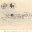 Image of Nematoscelis tenella G. O. Sars 1883
