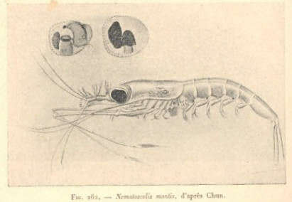 Image of Euphausiacea Dana 1852