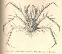 Image de Lithodidae Samouelle 1819