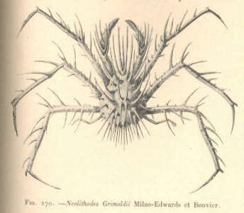 Image de Lithodidae Samouelle 1819