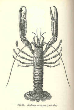 Imagem de Nephrops Leach 1814