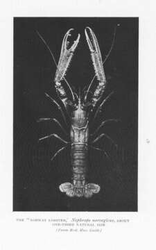 Image of Nephrops Leach 1814