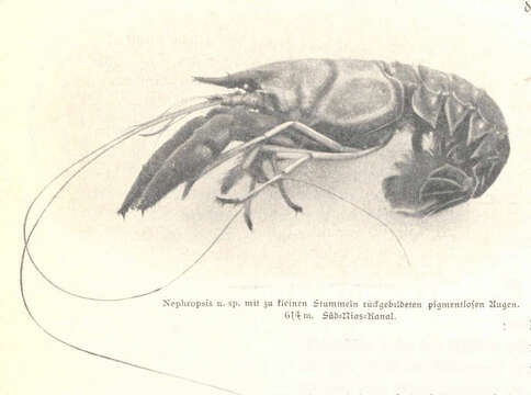 Imagem de Nephropidae Dana 1852