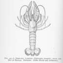 Image of Indian Ocean lobsterette