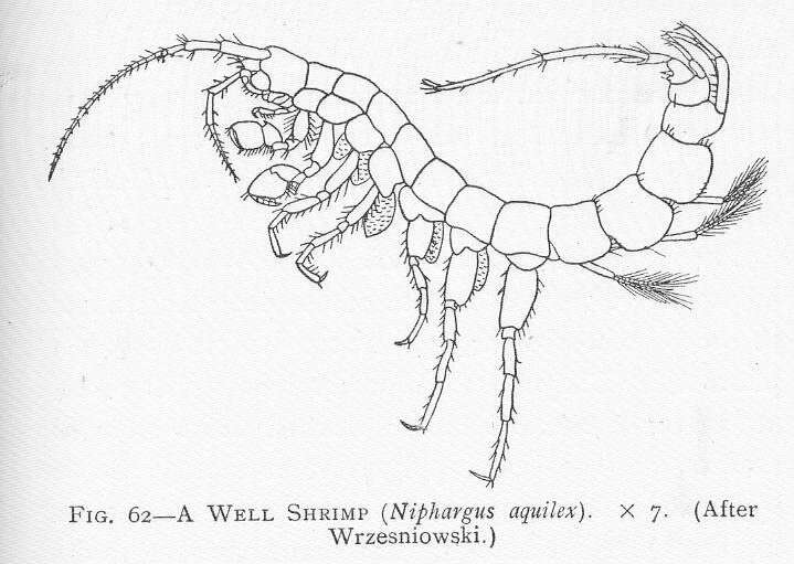 Image of Crangonyctoidea Bousfield 1973