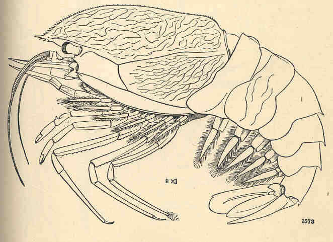 Image of Notostomus