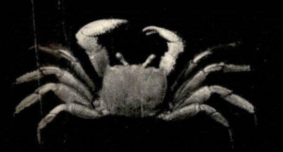 Image of Ghost crab