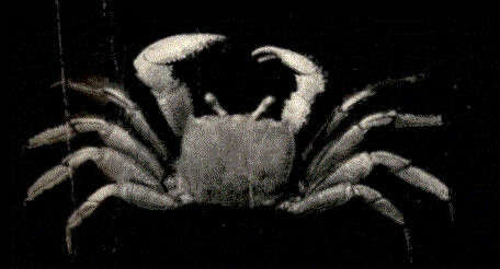 Sivun Ocypode Weber 1795 kuva