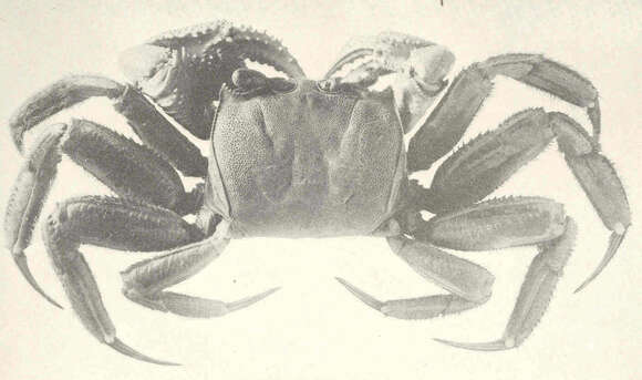 Image of Ghost crab