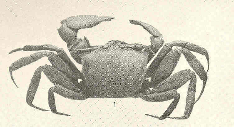 Image of Ghost crab