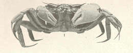 Image of Ghost crab