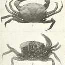 Image of Oediplax granulata Rathbun 1894