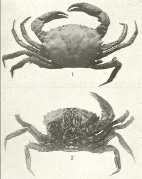 Image of Oediplax Rathbun 1894