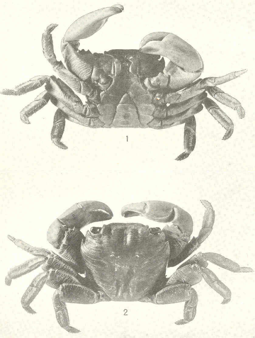 Image of Pachygrapsus Randall 1840