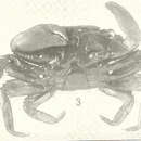Image of dark shore crab