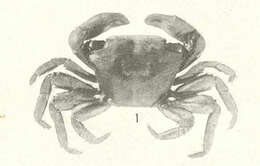 Image of Pachygrapsus Randall 1840