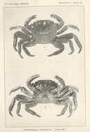 Image of Pachygrapsus Randall 1840