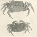 Image of Pachygrapsus maurus (Lucas 1846)