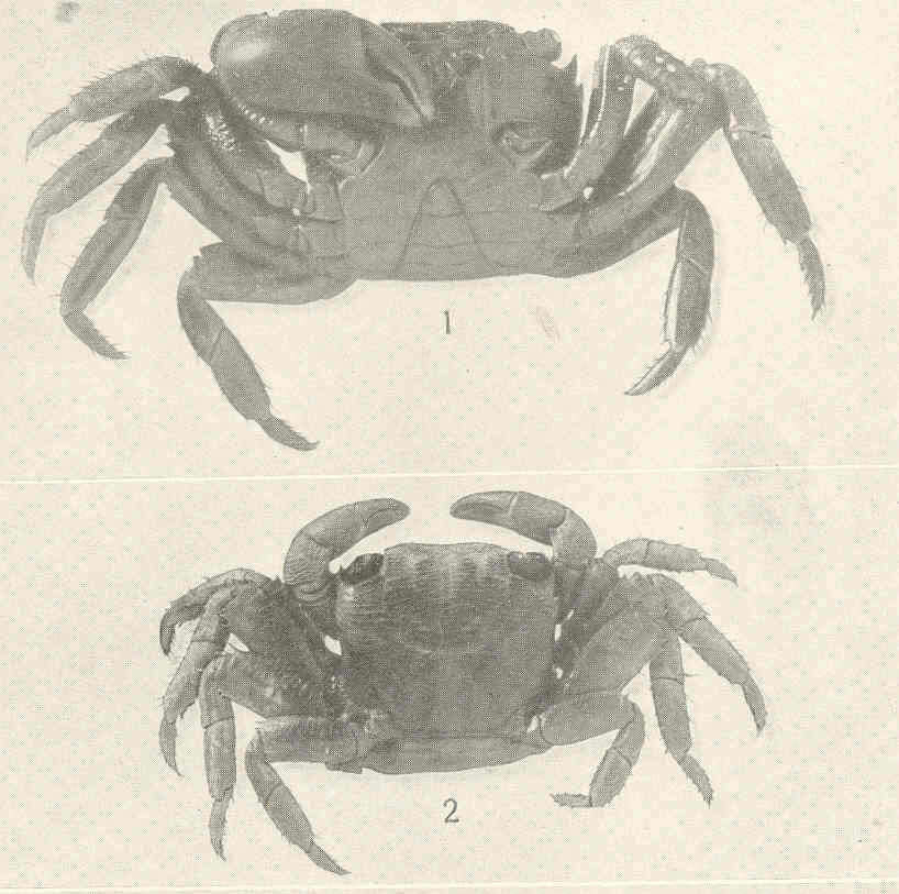 Image of Pachygrapsus maurus (Lucas 1846)