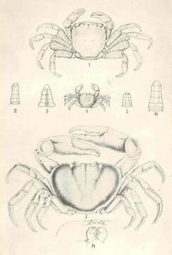 Image of Pachygrapsus Randall 1840