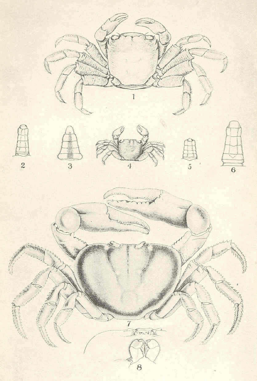 Image of Pachygrapsus Randall 1840