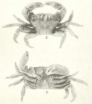 Image of Pachygrapsus Randall 1840