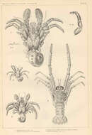 Imagem de Paguristes Dana 1851