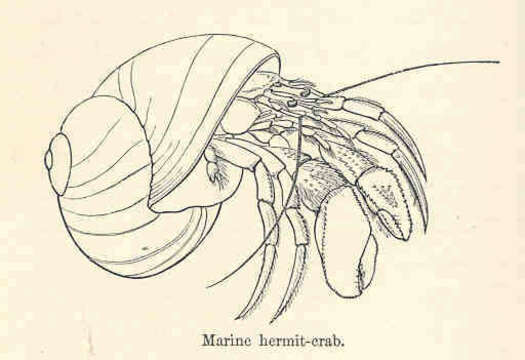 Image of Panarthropoda