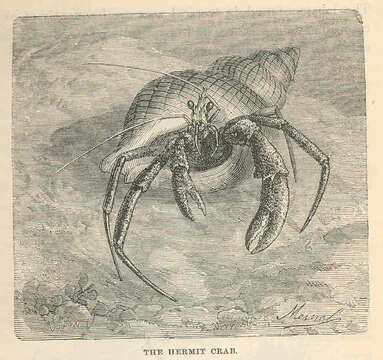 Image of Panarthropoda