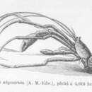 Image de Parapagurus abyssorum (Filhol 1885)